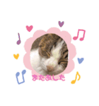 ひめにゃんず（個別スタンプ：20）