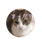 ひめにゃんず（個別スタンプ：21）
