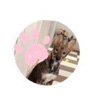 にちじょーひなた（個別スタンプ：1）