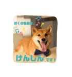 スタンプ 柴犬けんしん（個別スタンプ：1）