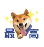 スタンプ 柴犬けんしん（個別スタンプ：2）