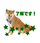 スタンプ 柴犬けんしん（個別スタンプ：3）