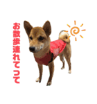 スタンプ 柴犬けんしん（個別スタンプ：4）