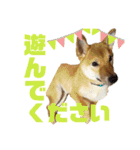 スタンプ 柴犬けんしん（個別スタンプ：6）