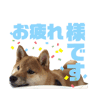 スタンプ 柴犬けんしん（個別スタンプ：9）