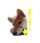 スタンプ 柴犬けんしん（個別スタンプ：12）