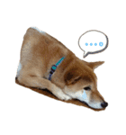 スタンプ 柴犬けんしん（個別スタンプ：13）