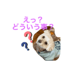 てんてん写真スタンプⅡ（個別スタンプ：2）