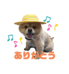 ドンとあずき①（個別スタンプ：4）
