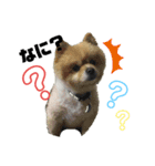 ドンとあずき①（個別スタンプ：5）
