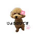トイプードルのぽむさん（個別スタンプ：2）