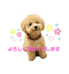 トイプードルのぽむさん（個別スタンプ：13）