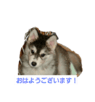 ハスキー犬の北斗とマンチカン猫の紫苑（個別スタンプ：2）