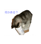 ハスキー犬の北斗とマンチカン猫の紫苑（個別スタンプ：3）