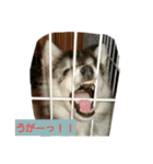 ハスキー犬の北斗とマンチカン猫の紫苑（個別スタンプ：4）