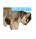 ハスキー犬の北斗とマンチカン猫の紫苑（個別スタンプ：6）