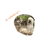 ハスキー犬の北斗とマンチカン猫の紫苑（個別スタンプ：7）