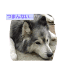 ハスキー犬の北斗とマンチカン猫の紫苑（個別スタンプ：8）