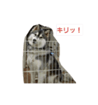 ハスキー犬の北斗とマンチカン猫の紫苑（個別スタンプ：9）