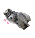 ハスキー犬の北斗とマンチカン猫の紫苑（個別スタンプ：10）