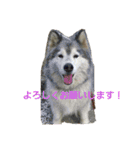 ハスキー犬の北斗とマンチカン猫の紫苑（個別スタンプ：11）