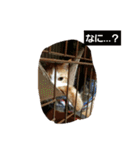 ハスキー犬の北斗とマンチカン猫の紫苑（個別スタンプ：12）