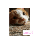 ハスキー犬の北斗とマンチカン猫の紫苑（個別スタンプ：14）