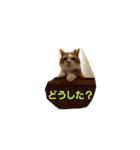 ハスキー犬の北斗とマンチカン猫の紫苑（個別スタンプ：16）