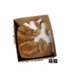 ハスキー犬の北斗とマンチカン猫の紫苑（個別スタンプ：17）