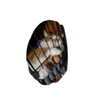 ハスキー犬の北斗とマンチカン猫の紫苑（個別スタンプ：18）