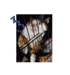 ハスキー犬の北斗とマンチカン猫の紫苑（個別スタンプ：19）