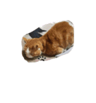 ハスキー犬の北斗とマンチカン猫の紫苑（個別スタンプ：20）