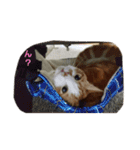 ハスキー犬の北斗とマンチカン猫の紫苑（個別スタンプ：21）