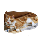 ハスキー犬の北斗とマンチカン猫の紫苑（個別スタンプ：22）