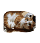 ハスキー犬の北斗とマンチカン猫の紫苑（個別スタンプ：23）