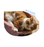 ハスキー犬の北斗とマンチカン猫の紫苑（個別スタンプ：24）