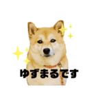 柴犬ゆずちゃん！（個別スタンプ：1）