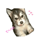ハスキー犬の北斗（個別スタンプ：1）