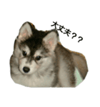ハスキー犬の北斗（個別スタンプ：2）