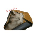 ハスキー犬の北斗（個別スタンプ：3）