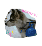 ハスキー犬の北斗（個別スタンプ：4）