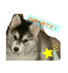 ハスキー犬の北斗（個別スタンプ：6）
