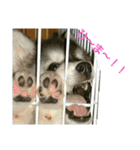 ハスキー犬の北斗（個別スタンプ：7）