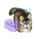 ハスキー犬の北斗（個別スタンプ：8）