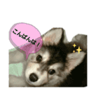 ハスキー犬の北斗（個別スタンプ：9）