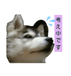 ハスキー犬の北斗（個別スタンプ：10）
