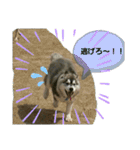 ハスキー犬の北斗（個別スタンプ：11）