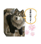 ハスキー犬の北斗（個別スタンプ：13）