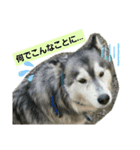 ハスキー犬の北斗（個別スタンプ：14）