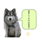 ハスキー犬の北斗（個別スタンプ：16）